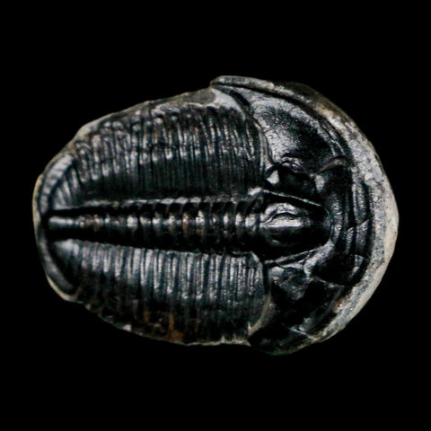 0.9" Elrathia Kingi Trilobite Fossil Utah Cambrian Age 521 Million Years Old COA