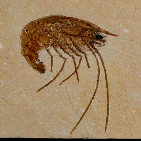 1.4" Fossil Shrimp Carpopenaeus Cretaceous Age 100 Mil Yrs Old Lebanon COA
