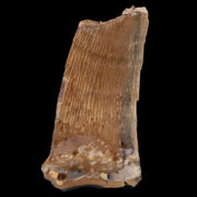 1" Tyrannosaurus Rex Fossil Tooth Section Lance Creek FM Cretaceous Dinosaur WY COA