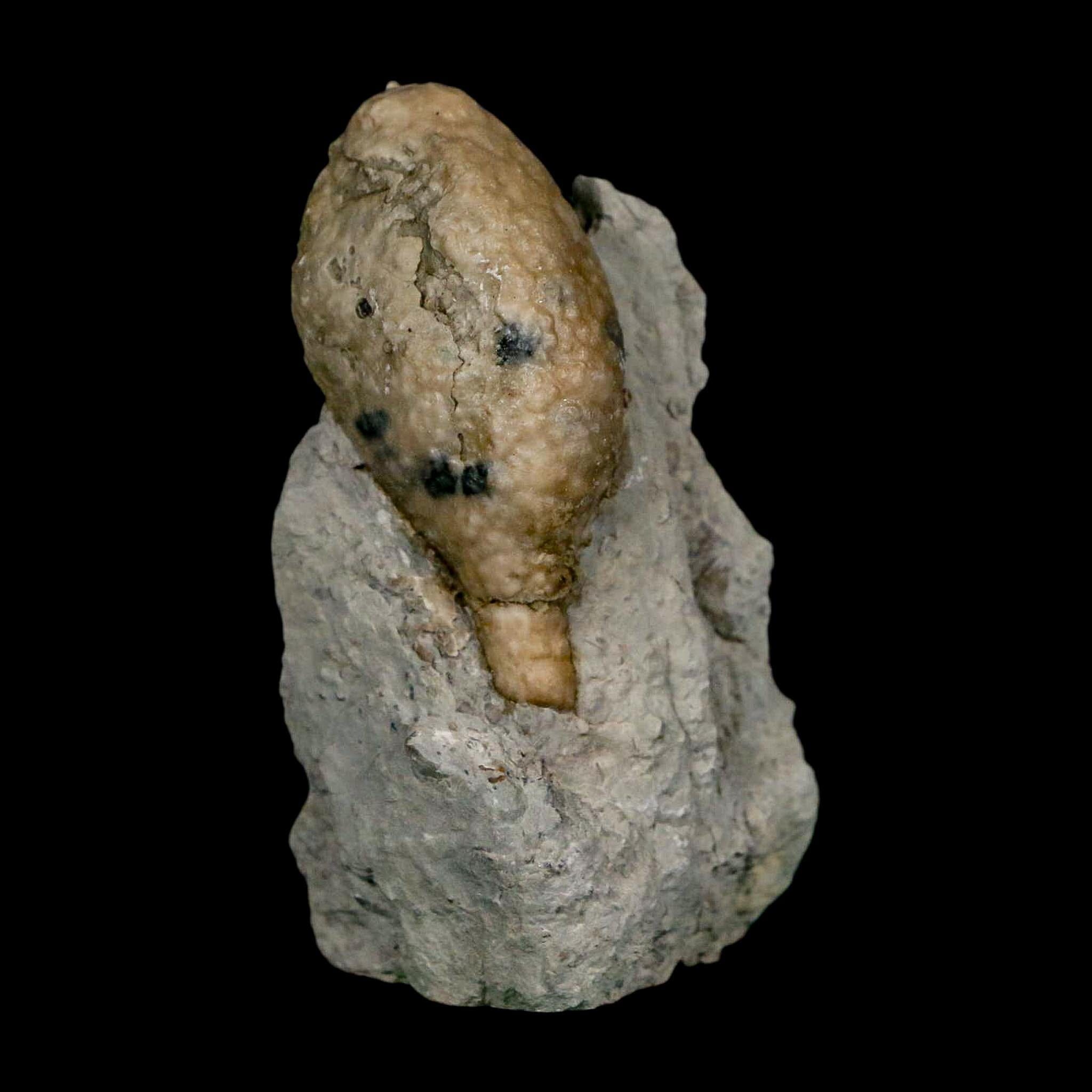 1.6" Holocystites Sp Crinoid In Matrix Fossil Silurian Age Osgood Shale Napoleon Indiana - Fossil Age Minerals