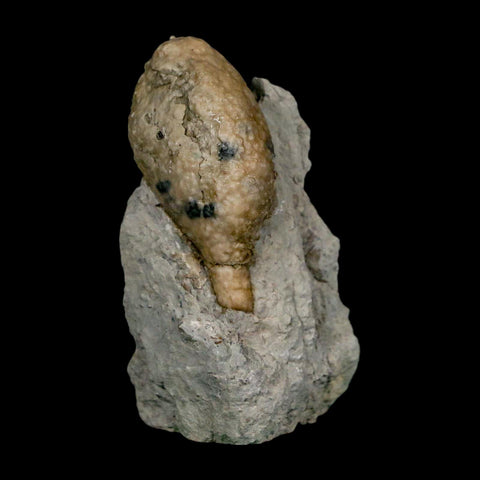 1.6" Holocystites Sp Crinoid In Matrix Fossil Silurian Age Osgood Shale Napoleon Indiana - Fossil Age Minerals