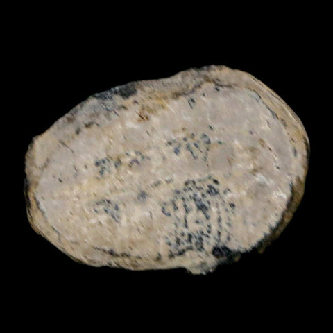 0.9" Elrathia Kingi Trilobite Fossil Utah Cambrian Age 521 Million Years Old COA