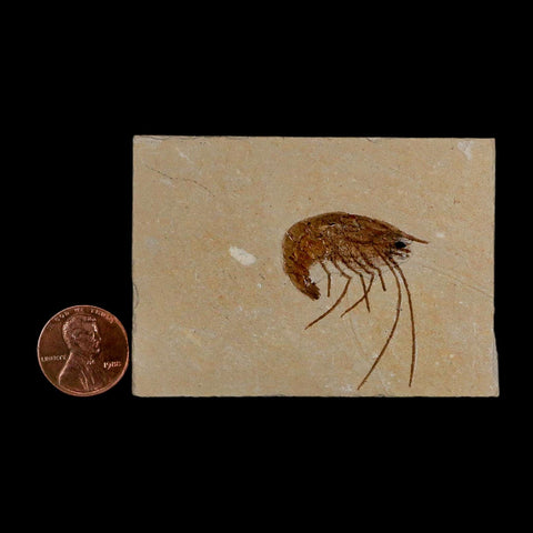 1.4" Fossil Shrimp Carpopenaeus Cretaceous Age 100 Mil Yrs Old Lebanon COA - Fossil Age Minerals