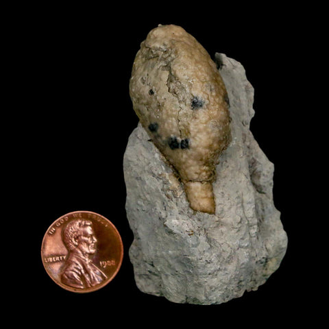 1.6" Holocystites Sp Crinoid In Matrix Fossil Silurian Age Osgood Shale Napoleon Indiana - Fossil Age Minerals