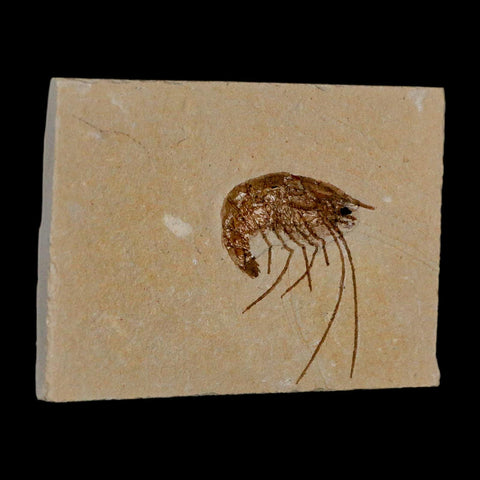 1.4" Fossil Shrimp Carpopenaeus Cretaceous Age 100 Mil Yrs Old Lebanon COA - Fossil Age Minerals