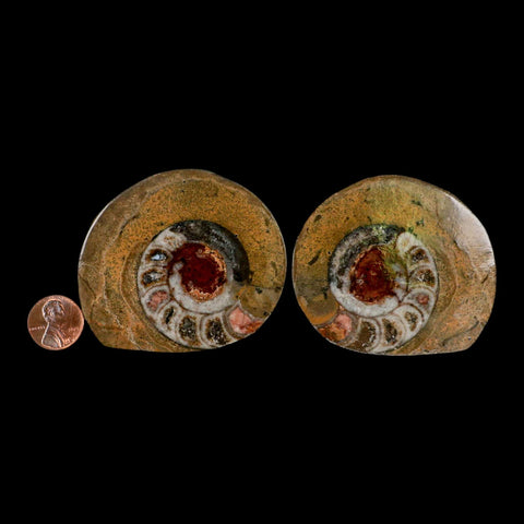2.7" Goniatite Ammonite Fossil Polished, Cut Half's Erfoud Morocco Devonian Age COA - Fossil Age Minerals