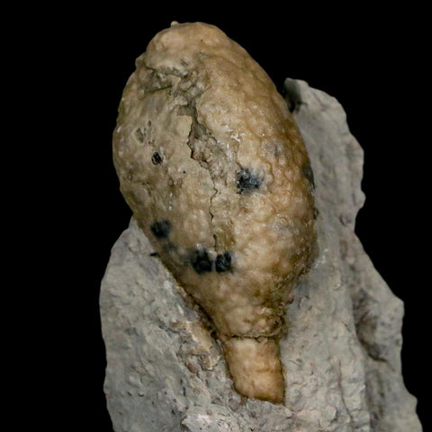 1.6" Holocystites Sp Crinoid In Matrix Fossil Silurian Age Osgood Shale Napoleon Indiana - Fossil Age Minerals