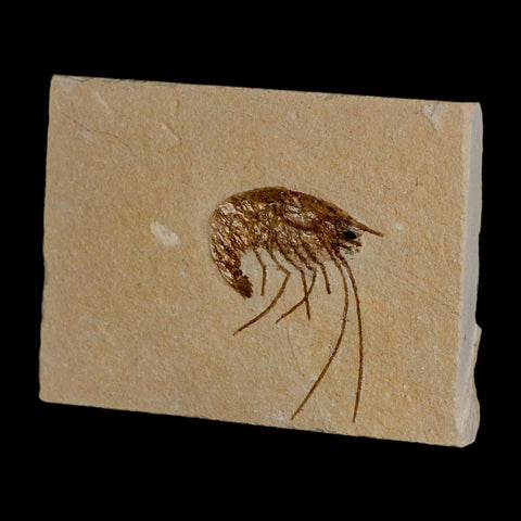 1.4" Fossil Shrimp Carpopenaeus Cretaceous Age 100 Mil Yrs Old Lebanon COA - Fossil Age Minerals
