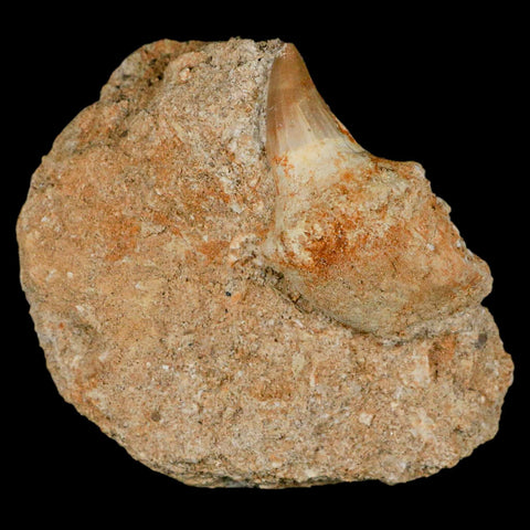 2.1" Halisaurus Mosasaur Fossil Tooth Rooted In Matrix Cretaceous Dinosaur Era COA