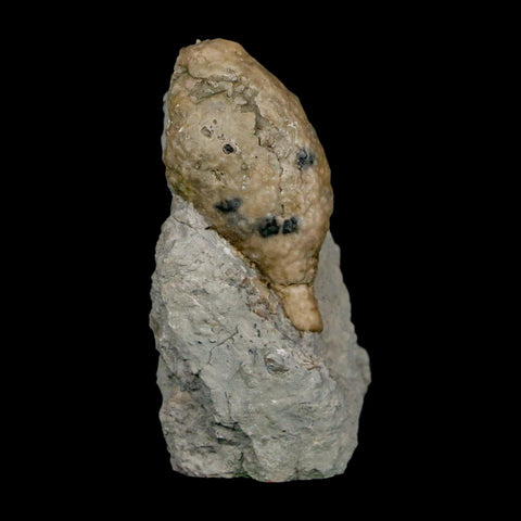 1.6" Holocystites Sp Crinoid In Matrix Fossil Silurian Age Osgood Shale Napoleon Indiana - Fossil Age Minerals