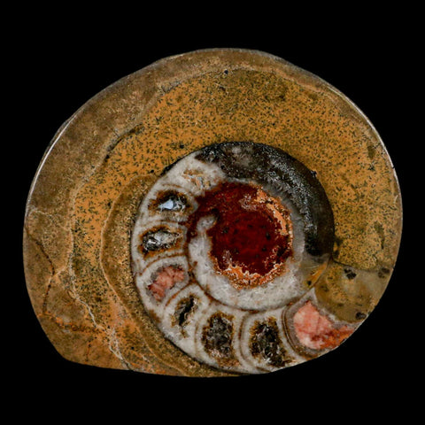 2.7" Goniatite Ammonite Fossil Polished, Cut Half's Erfoud Morocco Devonian Age COA - Fossil Age Minerals