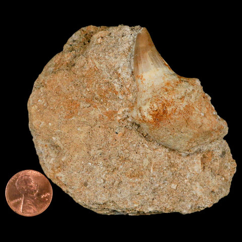 2.1" Halisaurus Mosasaur Fossil Tooth Rooted In Matrix Cretaceous Dinosaur Era COA