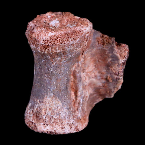 0.9" Crocodile Fossil Vertebrae Bone Hell Creek FM Cretaceous Dinosaur Age MT - Fossil Age Minerals