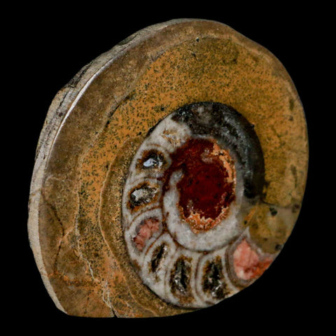 2.7" Goniatite Ammonite Fossil Polished, Cut Half's Erfoud Morocco Devonian Age COA - Fossil Age Minerals