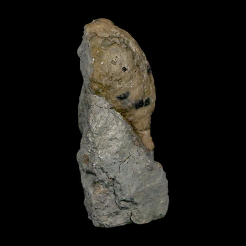 1.6" Holocystites Sp Crinoid In Matrix Fossil Silurian Age Osgood Shale Napoleon Indiana - Fossil Age Minerals