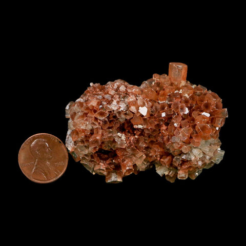 2.4" Aragonite Mineral Two Tone Crystal Cluster Specimen Tazouta Morocco