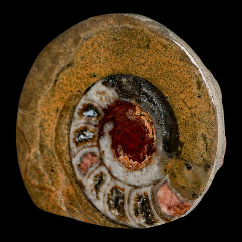 2.7" Goniatite Ammonite Fossil Polished, Cut Half's Erfoud Morocco Devonian Age COA - Fossil Age Minerals