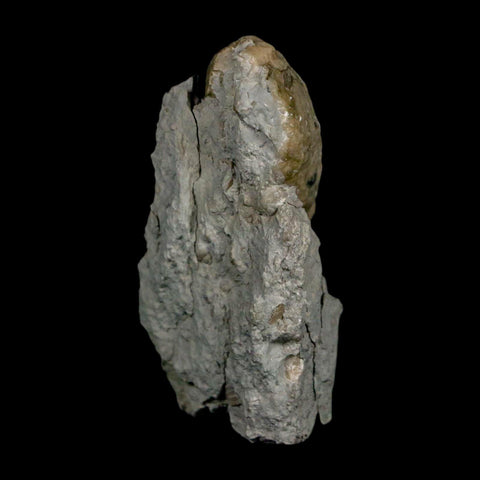 1.6" Holocystites Sp Crinoid In Matrix Fossil Silurian Age Osgood Shale Napoleon Indiana - Fossil Age Minerals
