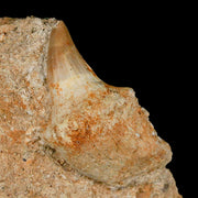 2.1" Halisaurus Mosasaur Fossil Tooth Rooted In Matrix Cretaceous Dinosaur Era COA