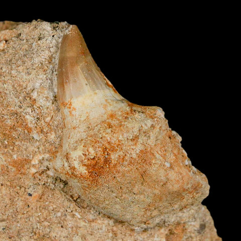 2.1" Halisaurus Mosasaur Fossil Tooth Rooted In Matrix Cretaceous Dinosaur Era COA