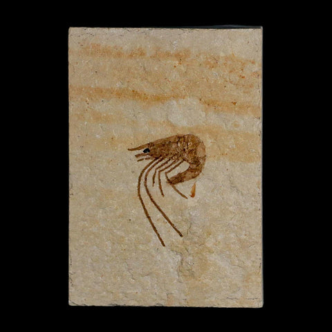 1.1" Fossil Shrimp Carpopenaeus Cretaceous Age 100 Mil Yrs Old Lebanon COA - Fossil Age Minerals