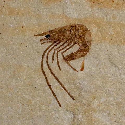 1.1" Fossil Shrimp Carpopenaeus Cretaceous Age 100 Mil Yrs Old Lebanon COA - Fossil Age Minerals