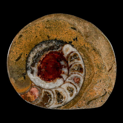 2.7" Goniatite Ammonite Fossil Polished, Cut Half's Erfoud Morocco Devonian Age COA - Fossil Age Minerals