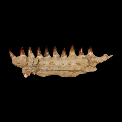 19.5" Mosasaur Prognathodon Fossil Jaw Section Teeth Cretaceous Dinosaur Era COA