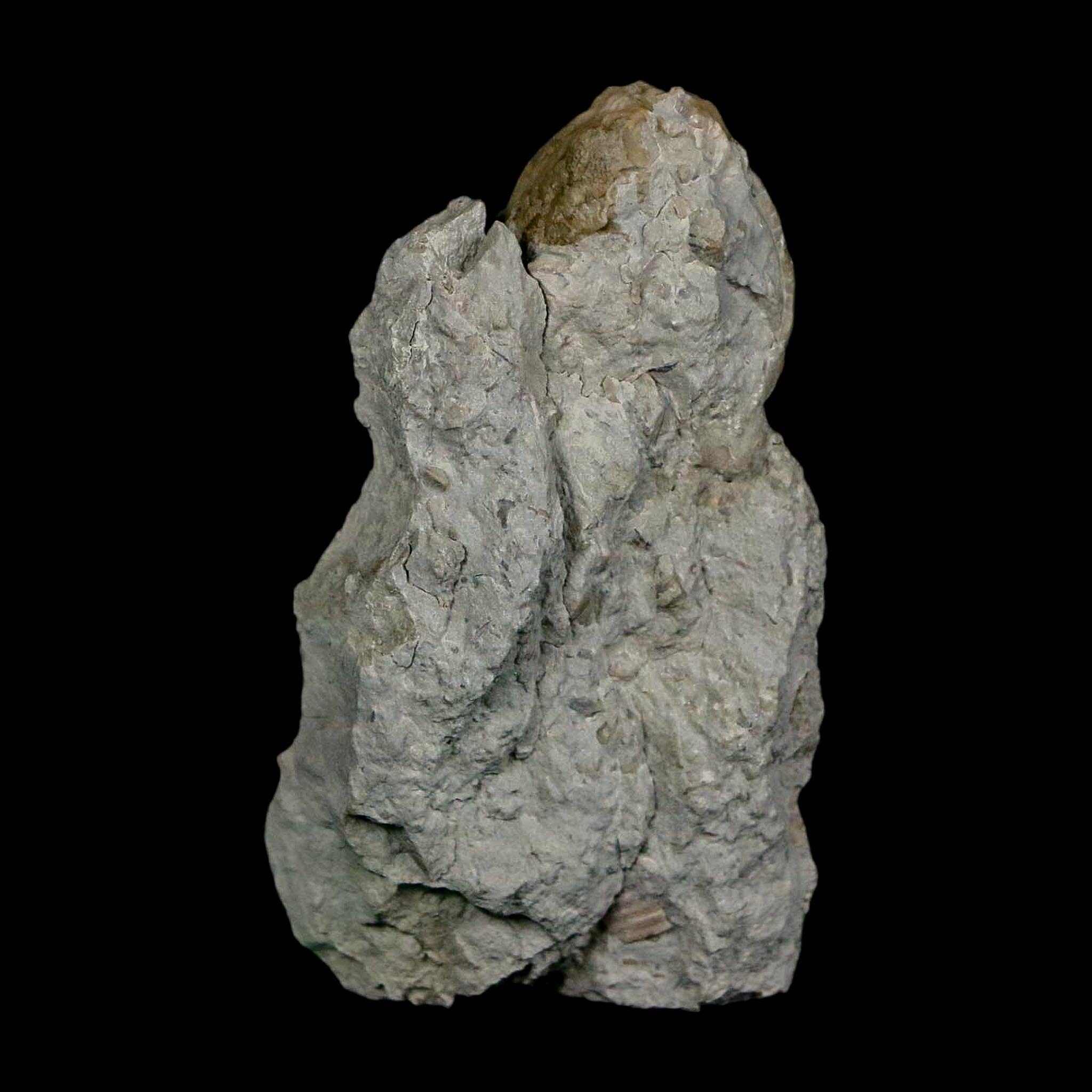 1.6" Holocystites Sp Crinoid In Matrix Fossil Silurian Age Osgood Shale Napoleon Indiana - Fossil Age Minerals