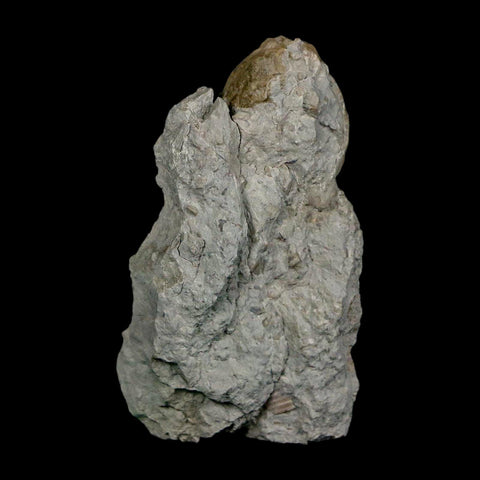 1.6" Holocystites Sp Crinoid In Matrix Fossil Silurian Age Osgood Shale Napoleon Indiana - Fossil Age Minerals