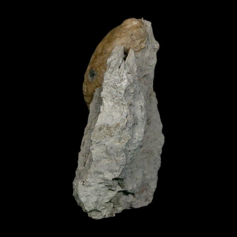 1.6" Holocystites Sp Crinoid In Matrix Fossil Silurian Age Osgood Shale Napoleon Indiana - Fossil Age Minerals