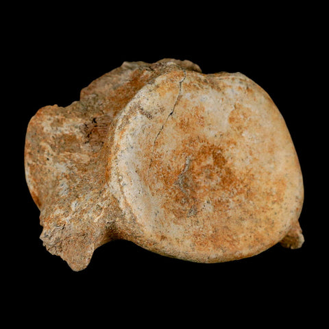 3.2" Plesiosaur Fossil Vertebrae Cretaceous Dinosaur Era Morocco Zarafasaura COA - Fossil Age Minerals