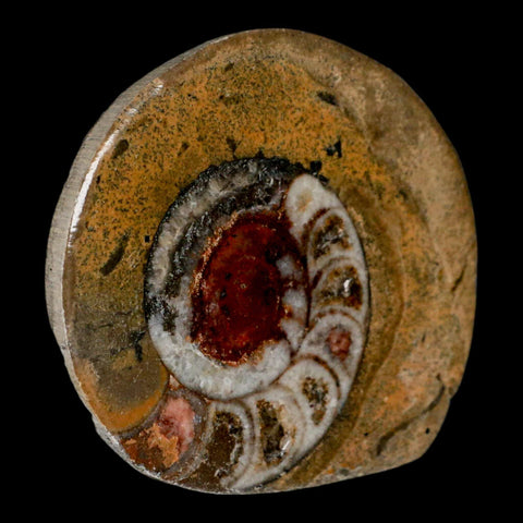 2.7" Goniatite Ammonite Fossil Polished, Cut Half's Erfoud Morocco Devonian Age COA - Fossil Age Minerals