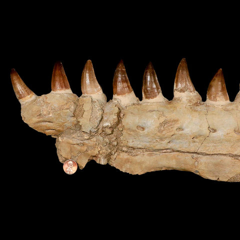 19.5" Mosasaur Prognathodon Fossil Jaw Section Teeth Cretaceous Dinosaur Era COA