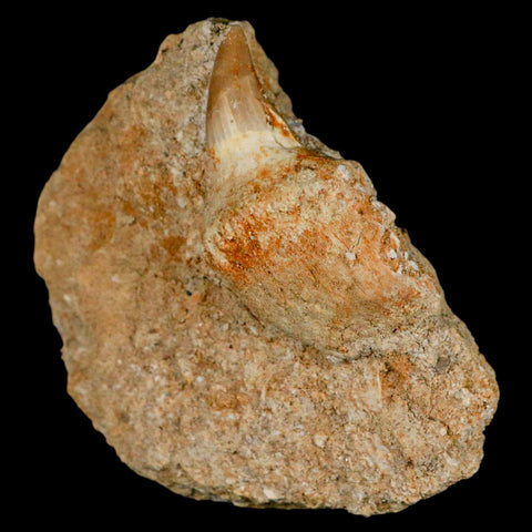 2.1" Halisaurus Mosasaur Fossil Tooth Rooted In Matrix Cretaceous Dinosaur Era COA