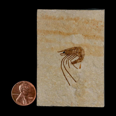 1.1" Fossil Shrimp Carpopenaeus Cretaceous Age 100 Mil Yrs Old Lebanon COA - Fossil Age Minerals
