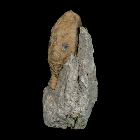 1.6" Holocystites Sp Crinoid In Matrix Fossil Silurian Age Osgood Shale Napoleon Indiana - Fossil Age Minerals