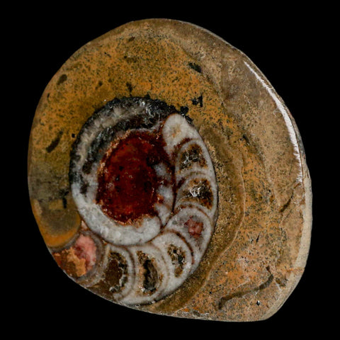 2.7" Goniatite Ammonite Fossil Polished, Cut Half's Erfoud Morocco Devonian Age COA - Fossil Age Minerals