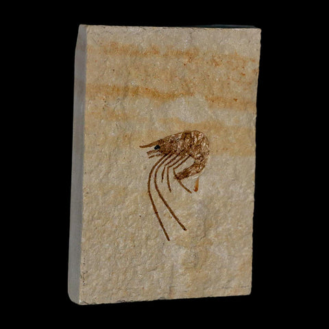 1.1" Fossil Shrimp Carpopenaeus Cretaceous Age 100 Mil Yrs Old Lebanon COA - Fossil Age Minerals