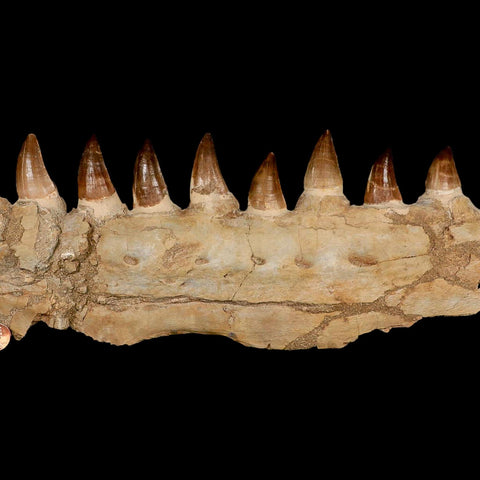 19.5" Mosasaur Prognathodon Fossil Jaw Section Teeth Cretaceous Dinosaur Era COA