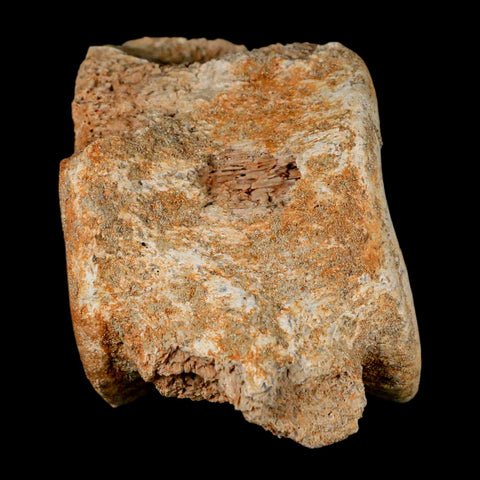 3.2" Plesiosaur Fossil Vertebrae Cretaceous Dinosaur Era Morocco Zarafasaura COA - Fossil Age Minerals