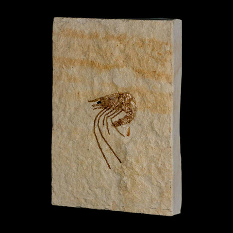 1.1" Fossil Shrimp Carpopenaeus Cretaceous Age 100 Mil Yrs Old Lebanon COA - Fossil Age Minerals