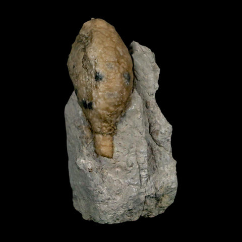 1.6" Holocystites Sp Crinoid In Matrix Fossil Silurian Age Osgood Shale Napoleon Indiana - Fossil Age Minerals