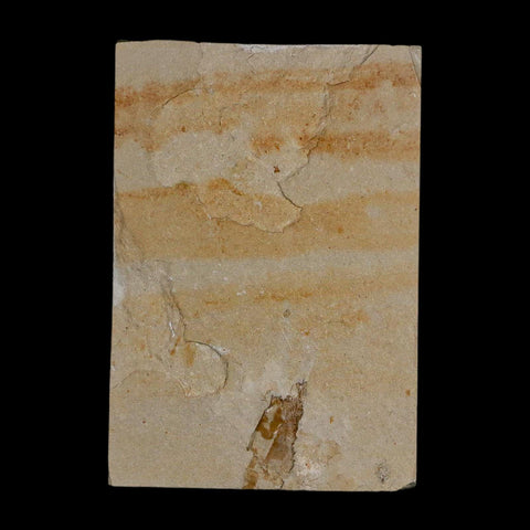 1.1" Fossil Shrimp Carpopenaeus Cretaceous Age 100 Mil Yrs Old Lebanon COA - Fossil Age Minerals