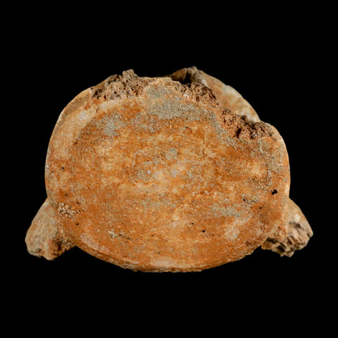 3.2" Plesiosaur Fossil Vertebrae Cretaceous Dinosaur Era Morocco Zarafasaura COA - Fossil Age Minerals