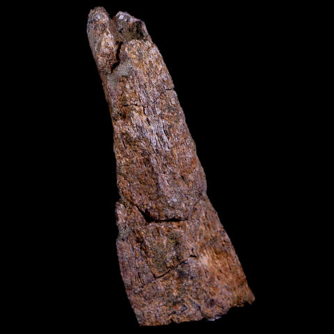 5.9" Triceratops Fossil Rib Bone Lance Creek FM Cretaceous Dinosaur WY COA - Fossil Age Minerals