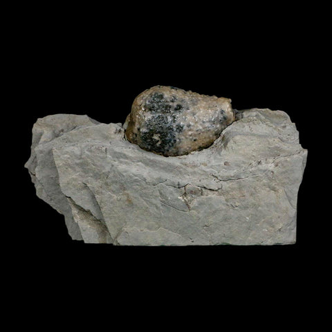 1.4" Holocystites Sp Crinoid In Matrix Fossil Silurian Age Osgood Shale Napoleon Indiana - Fossil Age Minerals