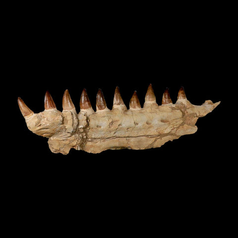 19.5" Mosasaur Prognathodon Fossil Jaw Section Teeth Cretaceous Dinosaur Era COA