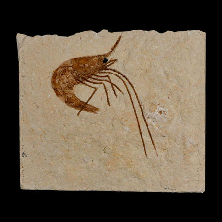 1.7" Fossil Shrimp Carpopenaeus Cretaceous Age 100 Mil Yrs Old Lebanon COA