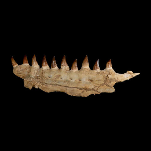 19.5" Mosasaur Prognathodon Fossil Jaw Section Teeth Cretaceous Dinosaur Era COA